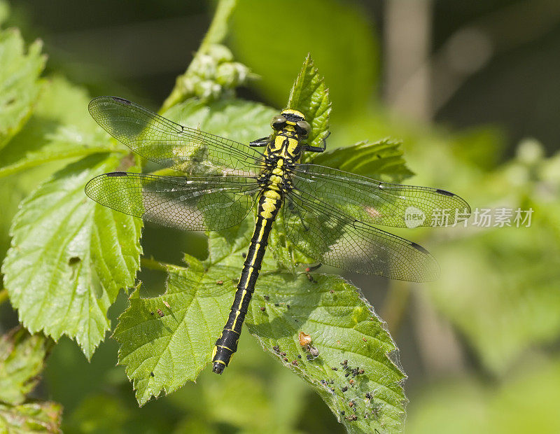 普通梅花尾(Gomphus vulgatissimus)雌性